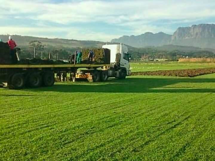 Evergreen Valley Instant Lawns fresh from the farm, delivering, installing LM and laying Kikuyu grasses, supplying lawn dressing, topsoil and compost‎, irrigation systems installations